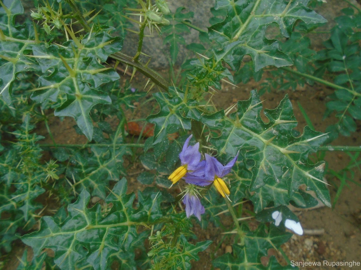 Solanum virginianum L.